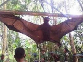 世界上最大的蝙蝠——马来大狐蝠 翼展超两米