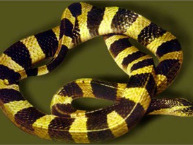 民间关于蛇的传说:金环蛇