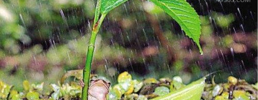 打伞雨蛙竟有人类一般聪明的智慧，会为自己遮风挡雨