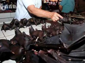 不要命！印尼蝙蝠仍在热卖 节假日每天卖600只