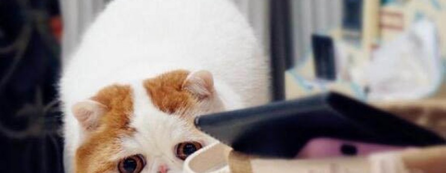 可爱的红小胖snoopy猫:有着十分纯正的CFA血统