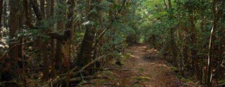 日本自杀森林恐怖吗，遍地尸骨残骸/诡异之声阵阵入耳