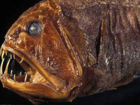 刀齿蝰鱼是什么鬼？