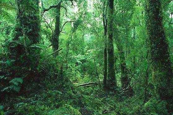 亚马逊森林中传说中的”黄金国“是否存在过？