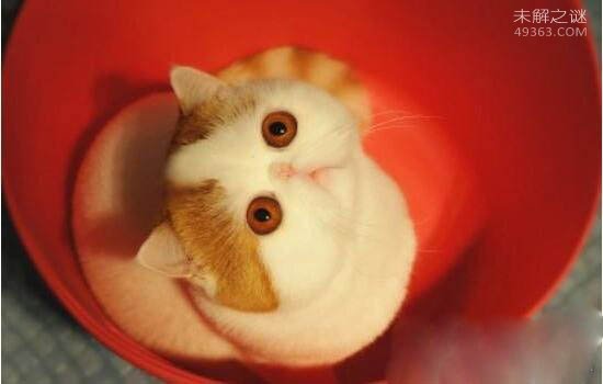 可爱的红小胖snoopy猫:有着十分纯正的CFA血统