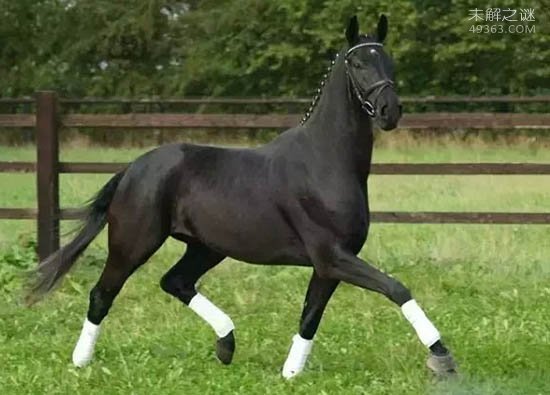 世界上最快的马也是最好的马，纯血马非常的昂贵