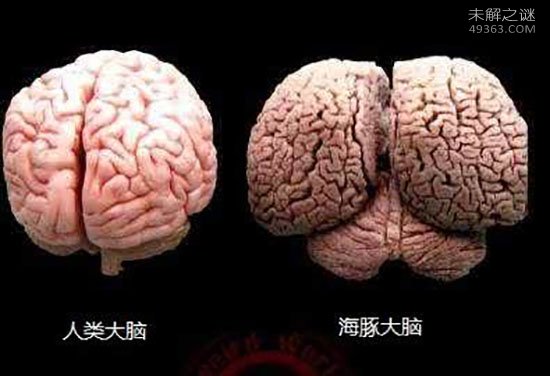 人类真的是宇宙中唯一拥有高级智慧的生物吗是因为人类大脑成为地