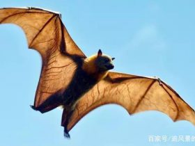 展翅达一米五的巨型蝙蝠！快来认识一下蝙蝠中的战斗机澳洲狐蝠