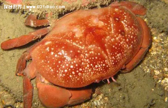 最危险的螃蟹，可导致瞬间死亡