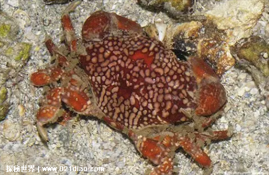 最危险的螃蟹，可导致瞬间死亡