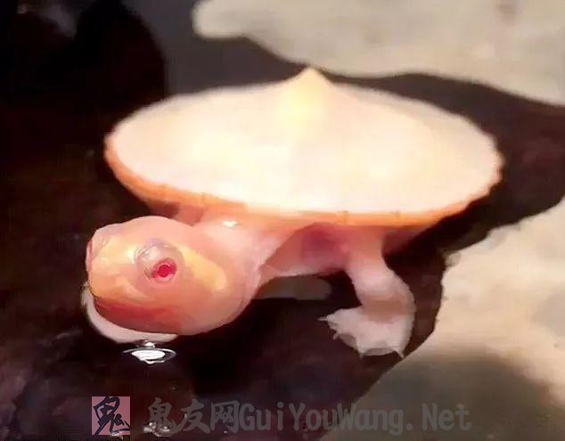 一只心脏外露的小海龟