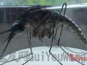 巨蚊：世界上最大的蚊子吃人（图）