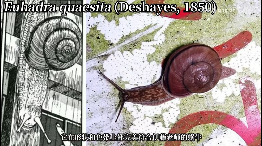伊藤润二的蜗牛是什么物种？