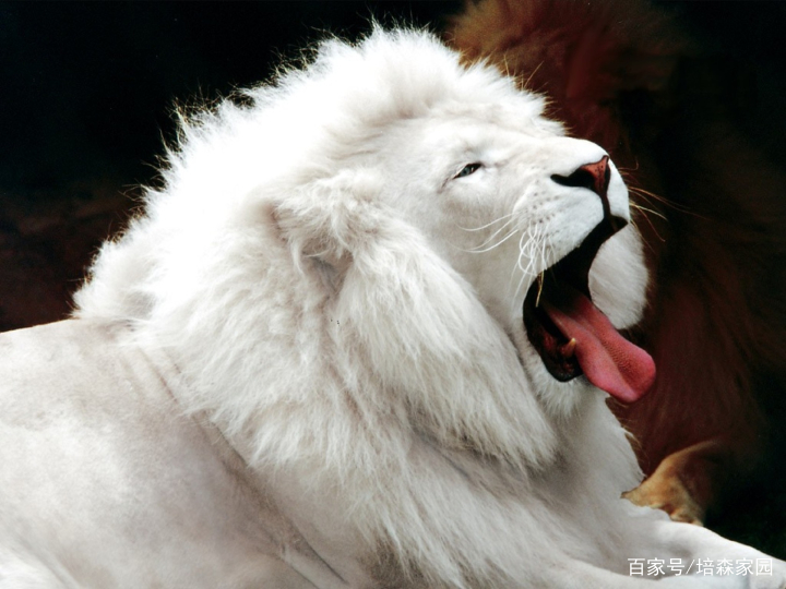 全世界最稀有的动物-白狮子