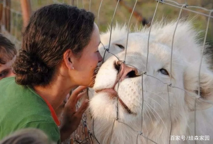 全世界最稀有的动物-白狮子