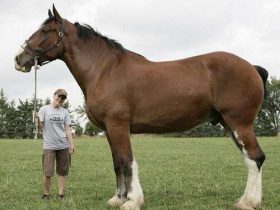 加拿大”巨马”刷新世界记录：身高3米食量惊人(图)